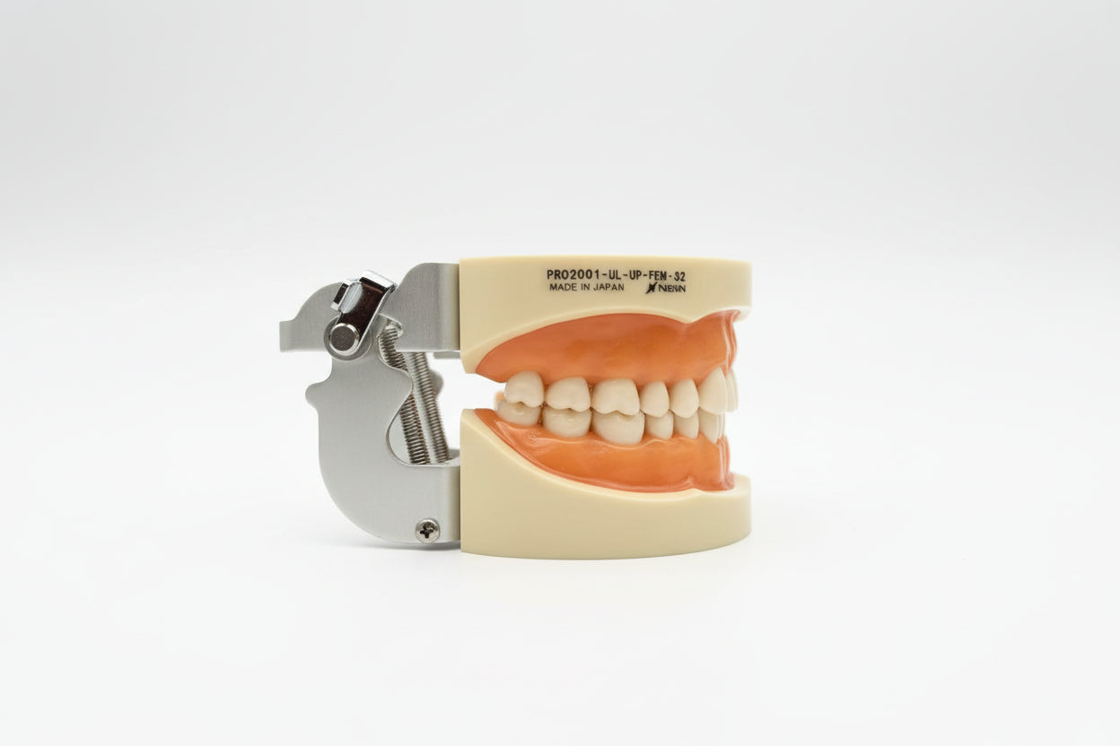 Tipodonto Nissin 32 dientes Adulto